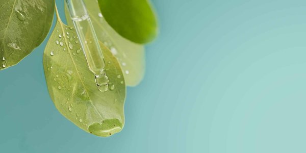 Cistanche tubulosa : qui peut utiliser cette plante ?